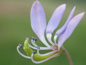 皺子白花菜