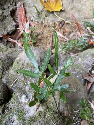 箭葉鳳尾蕨