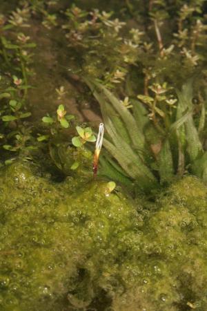 瘤果簀藻-Hydrocharitaceae水鱉科-簀藻屬-Blyxa aubertii-20080907台北縣八煙金山-單子葉-IMG_0352