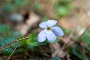 紫花菫菜