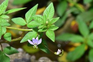 皺子白花菜