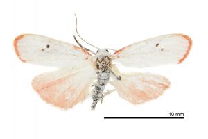 NTM3789-033_Cyana_hsui_Erebidae_01