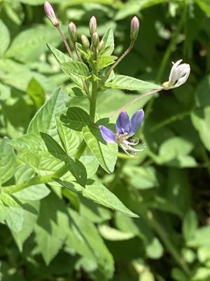 皺子白花菜