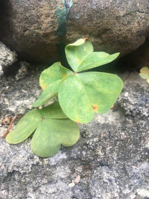 紅花酢漿草 (紫花酢漿草)