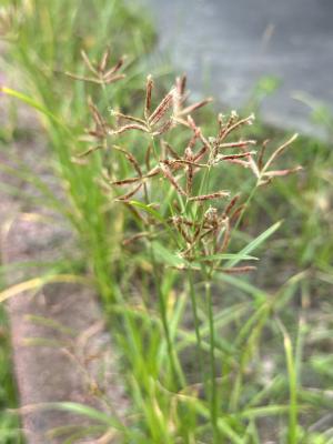 香附子 (香頭草)