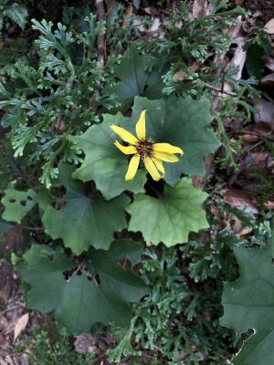 臺灣山菊