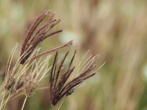 虎尾草、刺虎尾草、孟仁草