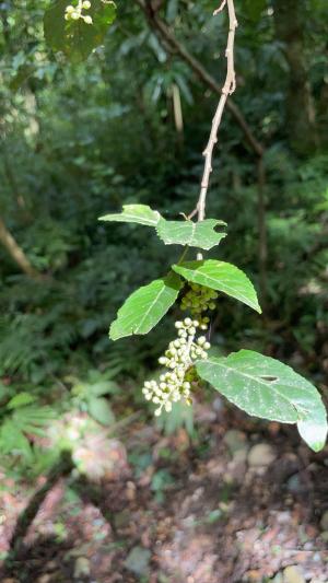 臺灣山桂花