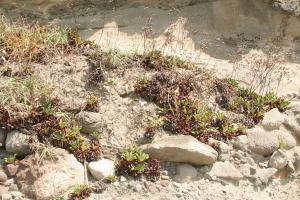 石蓯蓉-Plumbaginaceae藍雪科-石蓯蓉屬-Limonium sinense-20080907北海岸-石門-雙子葉-IMG_0195