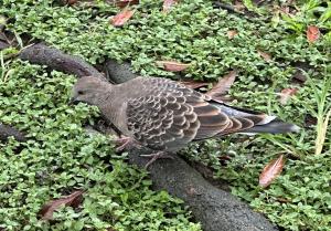 金背鳩(台灣亞種)