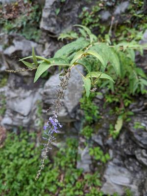 彎花醉魚草