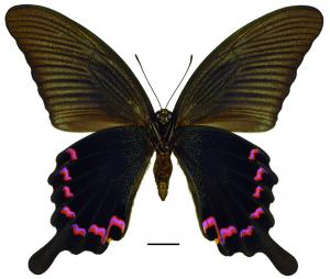 Papilio dialis tatsuta Murayama, 1970 穹翠鳳蝶