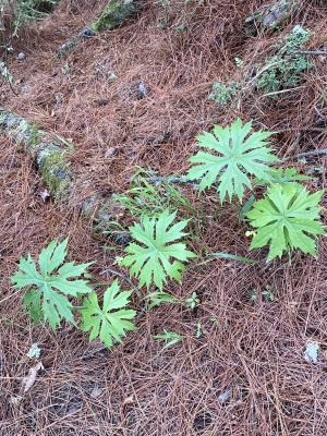 高山破傘菊