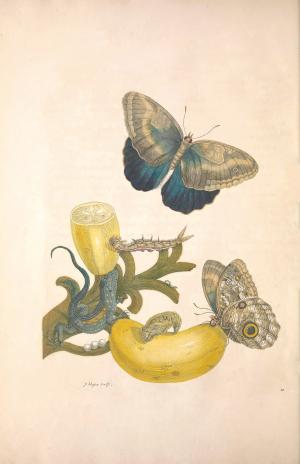 Metamorphosis insectorum Surinamensium plate XXIII