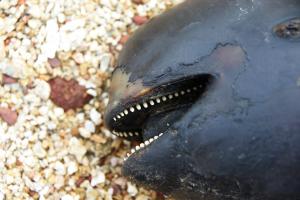 露脊鼠海豚的牙齒為特殊的鏟狀