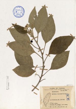 Solanum verbascifolium L._標本_BRCM 4625