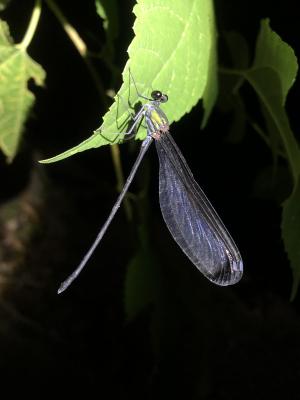 中華珈蟌南台亞種