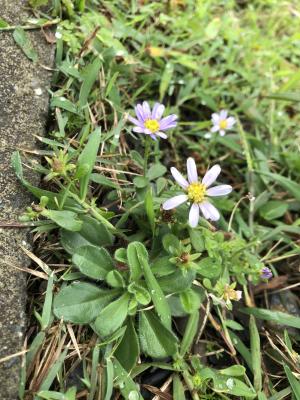 台灣狗娃花