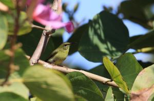 叉尾太陽鳥