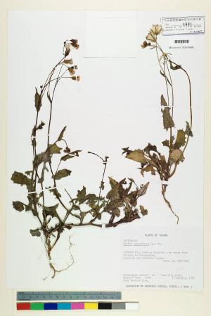 Emilia sonchifolia (L.) DC._標本_BRCM 5215
