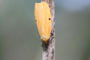 緣點土苔蛾