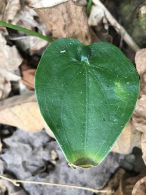 臺灣姑婆芋