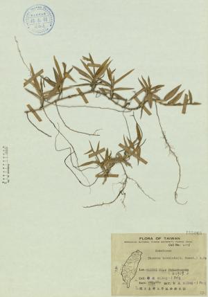 Thuarea involuta (G. Forst.) R. Br._標本_BRCM 4544