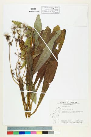 Sonchus arvensis L._標本_BRCM 6531