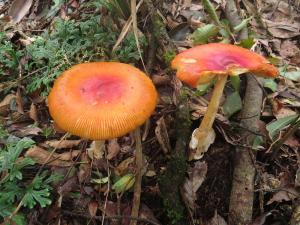 Amanita hemibapha(花柄橙紅鵝膏)