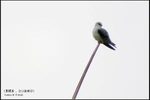 黑翅鳶