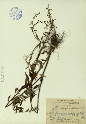 Rhynchospermum verticillatum Reinw._標本_BRCM 4324