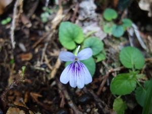 台灣菫菜