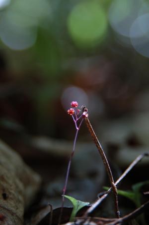 蘭嶼霉草