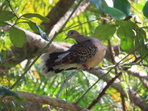 金背鳩(台灣亞種)