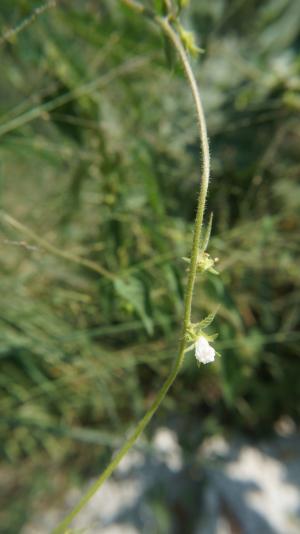 白花牽牛