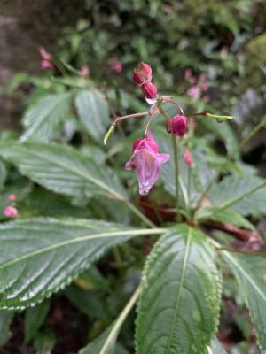 棣慕華鳳仙花