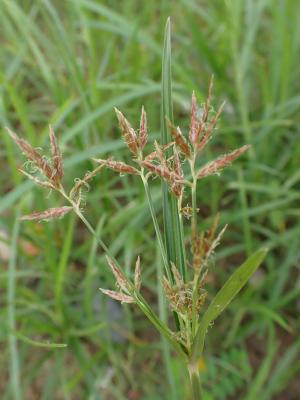 香附子 (香頭草)