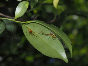 華麗金姬蛛