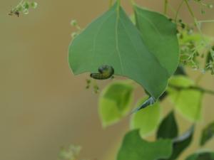 樟葉蜂