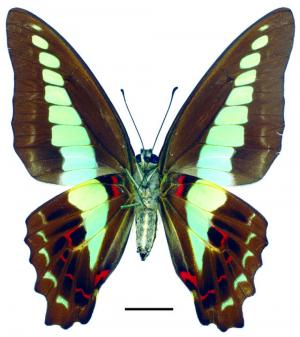 Graphium sarpedon sarpedon Linnaeus, 1758 青鳳蝶