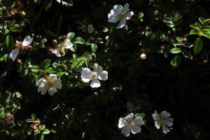 高山薔薇