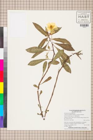Ludwigia grandiflora (Michx.) Greuter & Burdet_標本_BRCM 3567