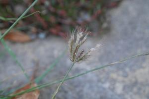 虎尾草、刺虎尾草、孟仁草