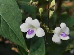 小花寬葉馬偕花