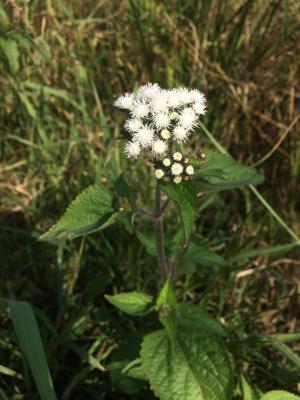 勝紅薊 (藿香薊)