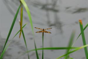 斑麗翅蜻 (arria 亞種)