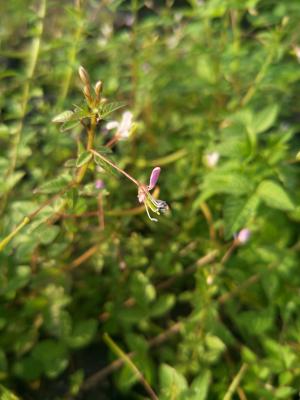 皺子白花菜