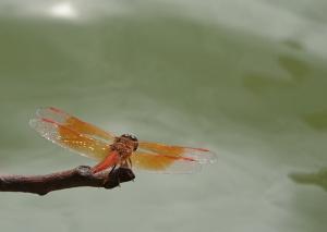 黃翅蜻  (褐斑蜻蜓)