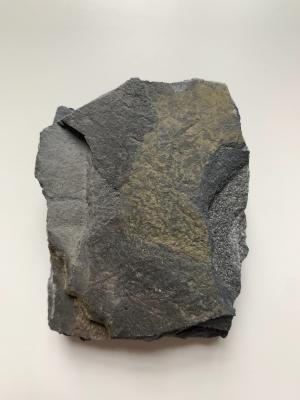 臺灣我的家-岩石標本-頁岩