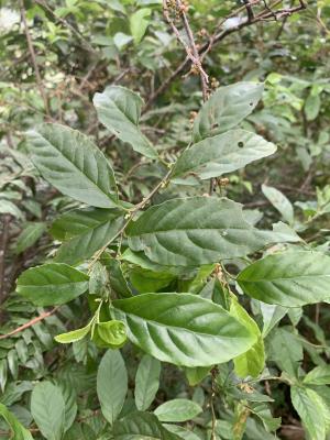 臺灣山桂花